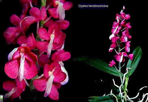 Dyakia hendersoniana